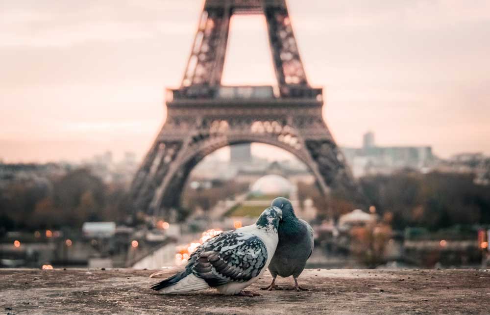 Two pigeons nuzzling each other on a building ledge, in front of the Eiffel Tower in Paris, France