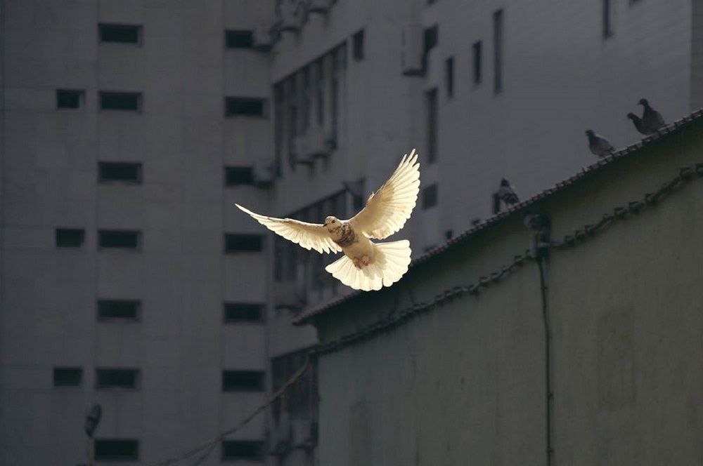 Dove flying in the city