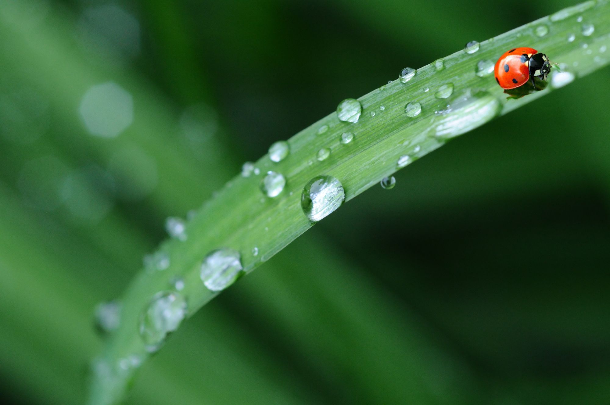 Leaf with ladybug on it and droplets of water